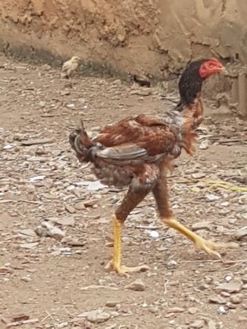 Prantel de frango gigante