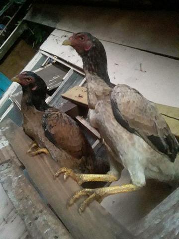 Vendo duas galinhas Índia boas de tirar raça - Foto 2