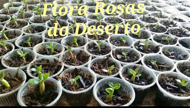 Mudinhas Flor Deserto