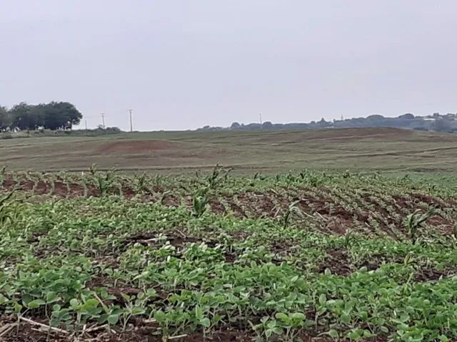 Sitio 10 alqueiro 8 de planta com prazo bom