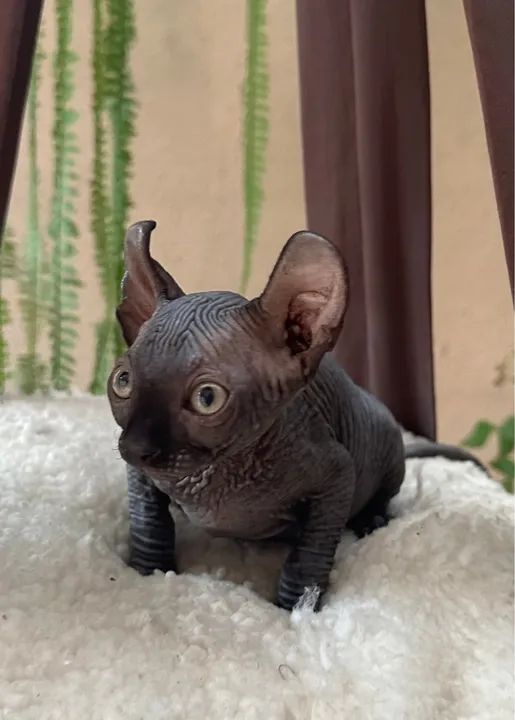 Fêmea Elf disponível @gatilgirotto - Foto 3