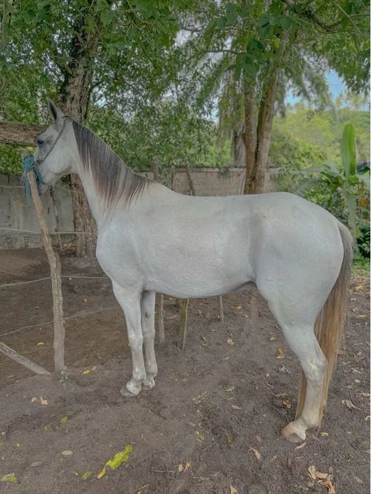 Cavalo Manga Larga. - Foto 4