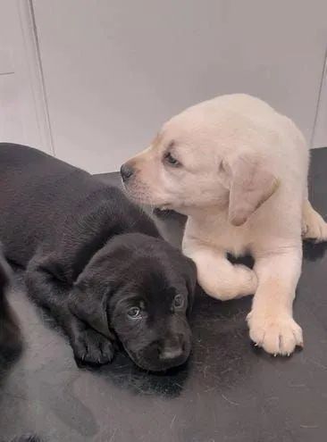  Filhotes de Labrador Chocolate fêmea e machos disponíveis  - Foto 2