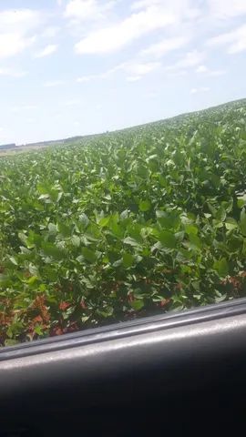 Córrego Dantas - Fazenda 203 HA - R$13.000.000,00