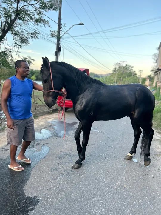 Cavalo mangalarga machador preto - Foto 3