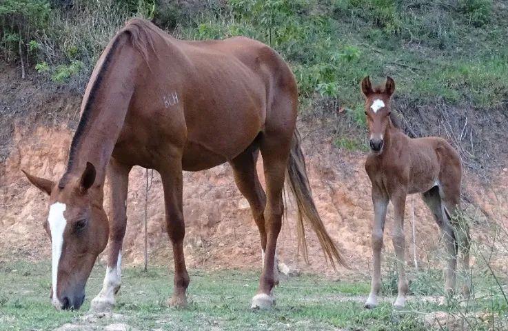 Potro filho de pais de Picada ABAIXO DO PREÇO, APROVEITE - Foto 4
