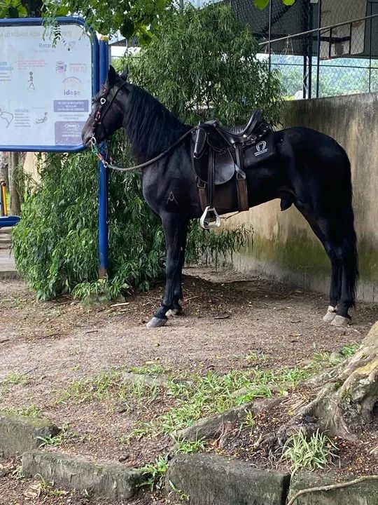 Cavalo mangalarga machador preto