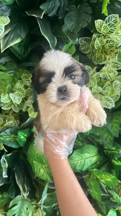 shih tzu macho e fêmea disponiveis  - Foto 2