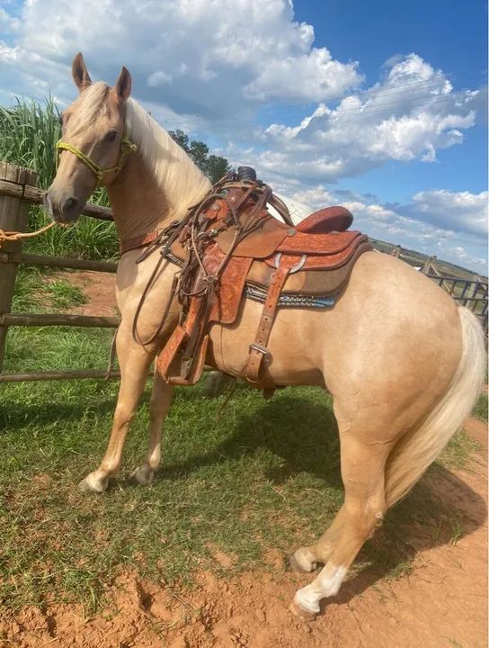 Cavalo quarto de milha de laço  - Foto 2