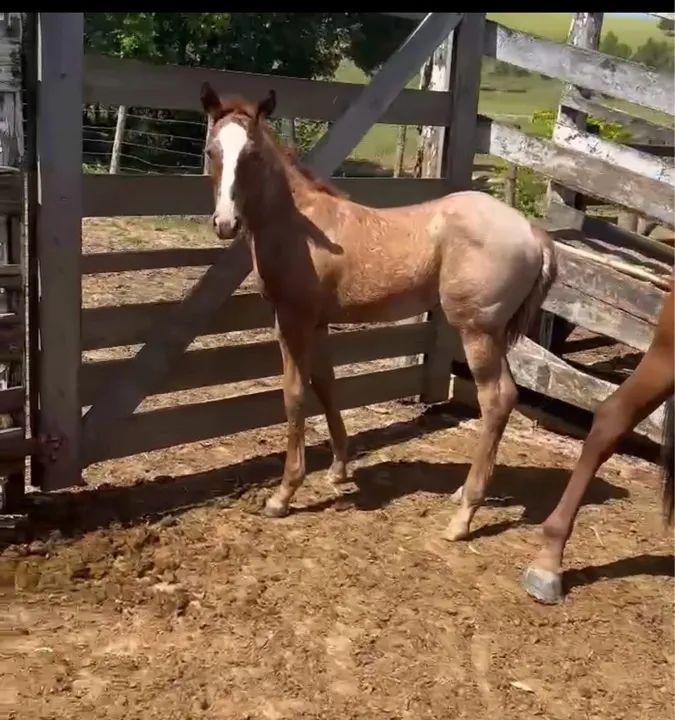 Égua e potra Qm  - Foto 4