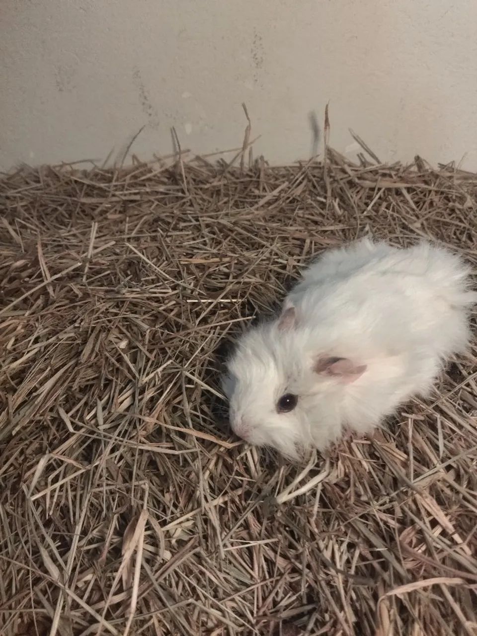 Porquinhas da India Abissínio - Lindas  - Foto 3