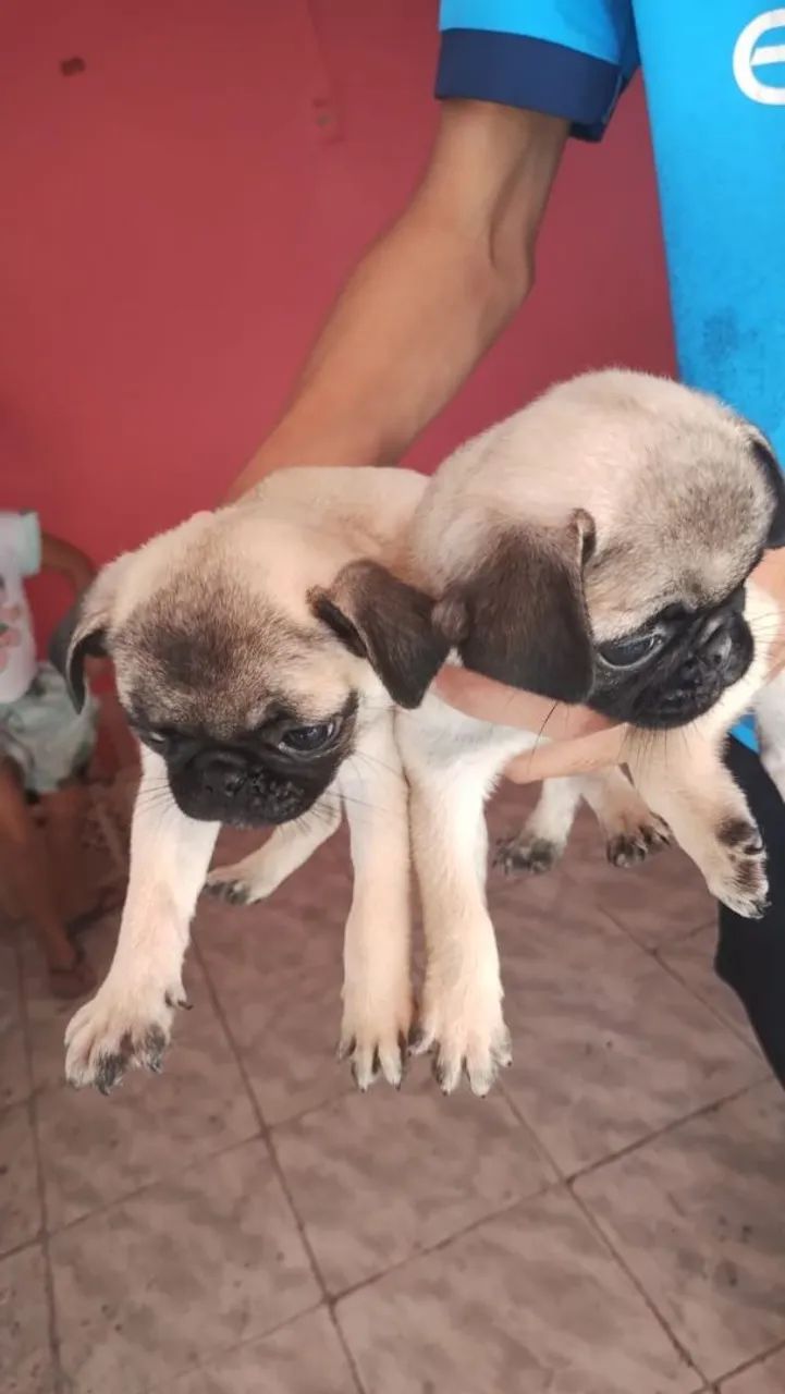Lindos filhotes da raça Pug - Foto 2