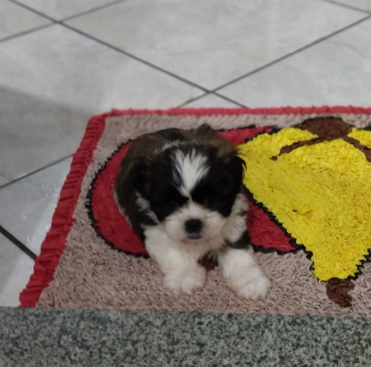 Filhote Shih Tzu lindo e dócil