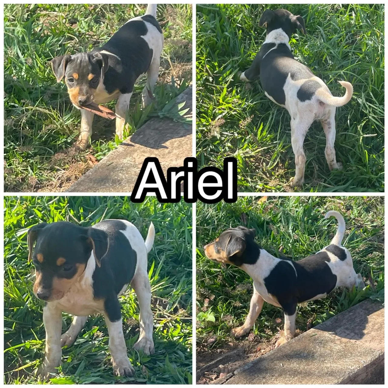 Filhote Terrier Brasileiro Fox Paulistinha