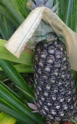 Carga de abacaxi perola - Foto 2