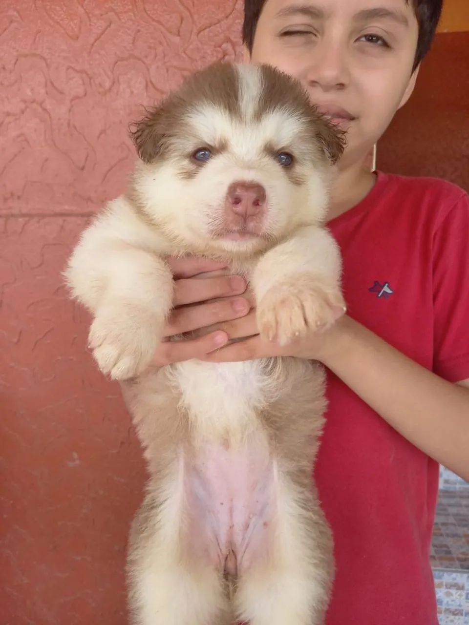 Filhotes de Husky Siberiano com Pastor Belga - Foto 5