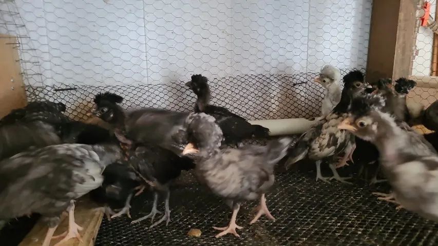 Polones 5 por 100 - Foto 3