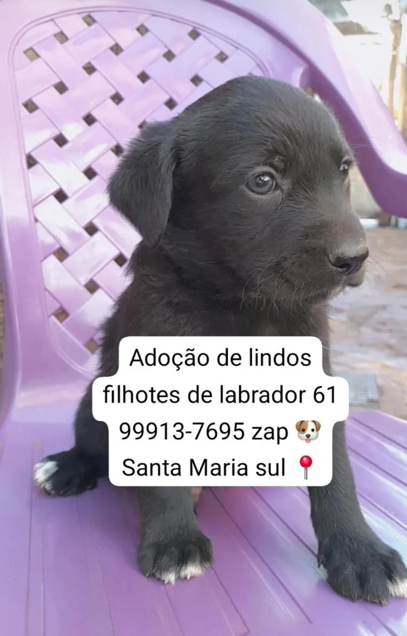Filhotes de Labrador para adoção em Santa Maria Sul