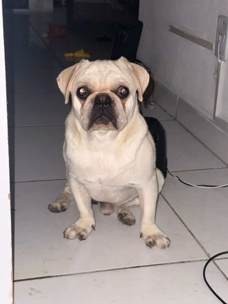 pug branco. Pelagem rara  - Foto 4