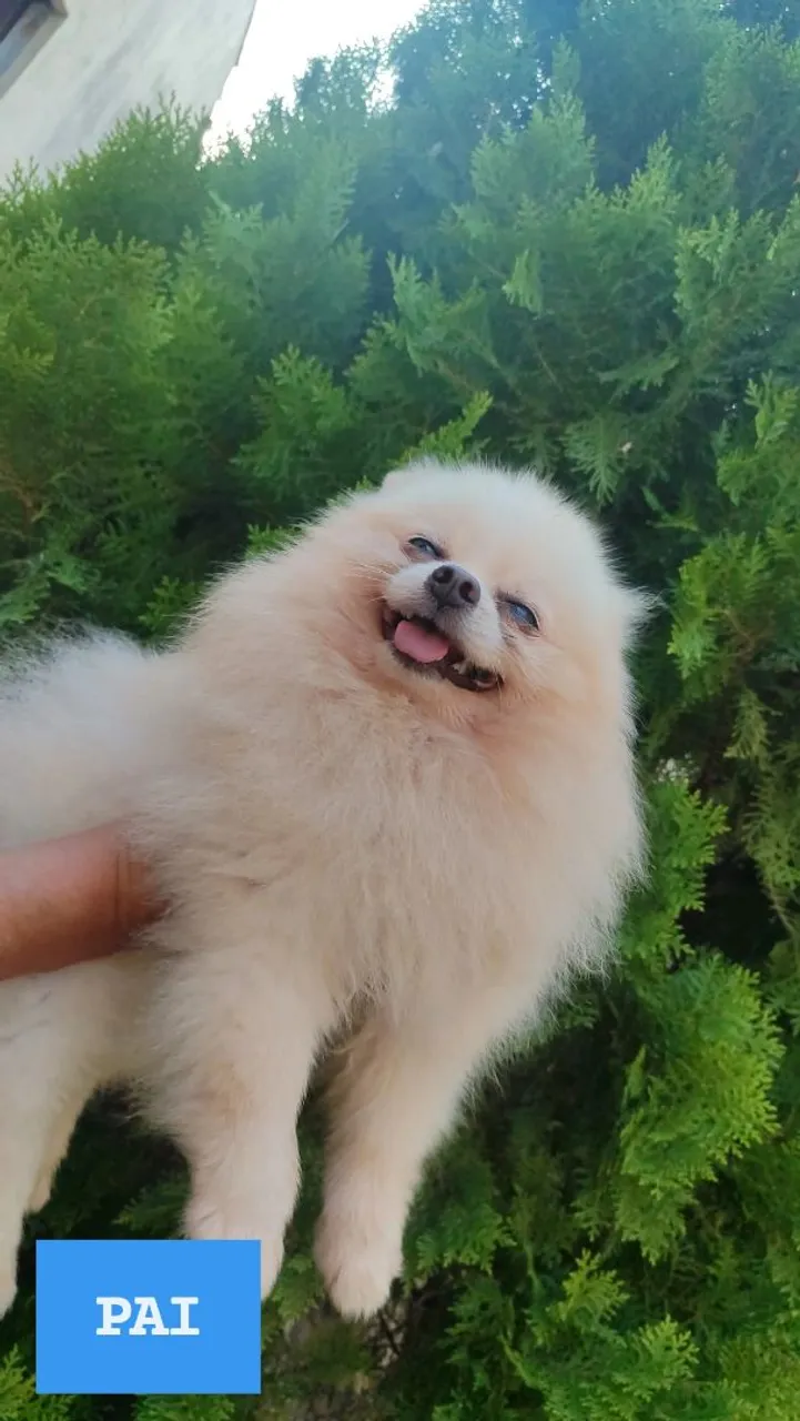 Filhote de Spitz Alemão Macho disponível 