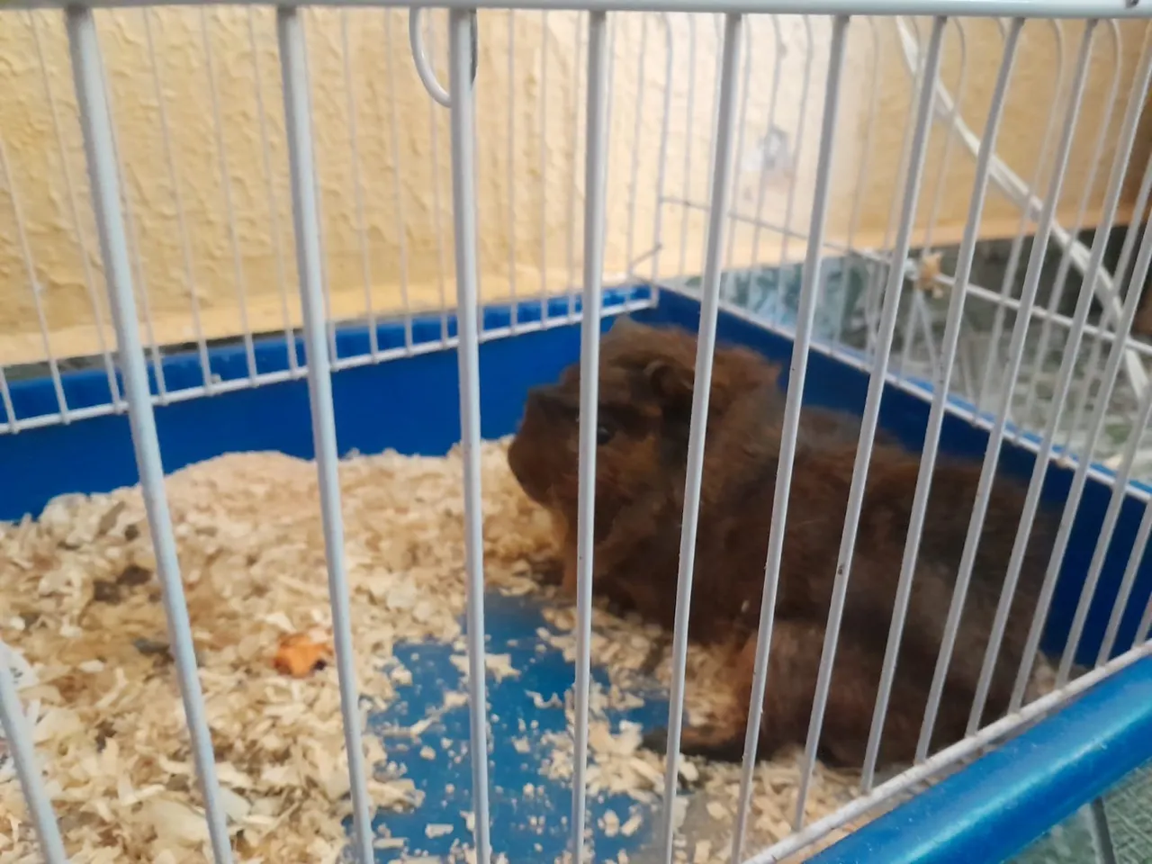 Porquinho da Índia Marrom 