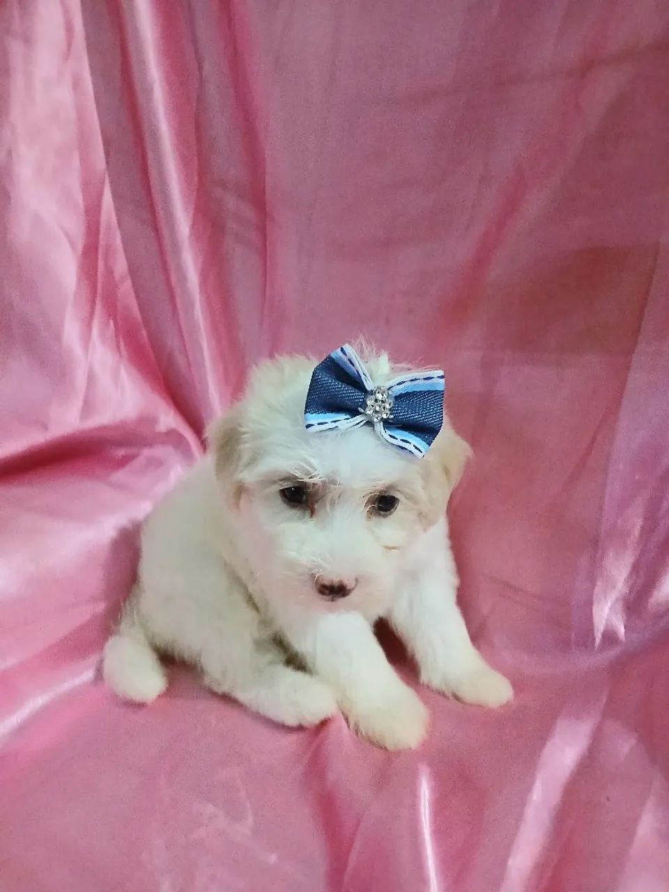  filhotes de Maltês lindos - Foto 3