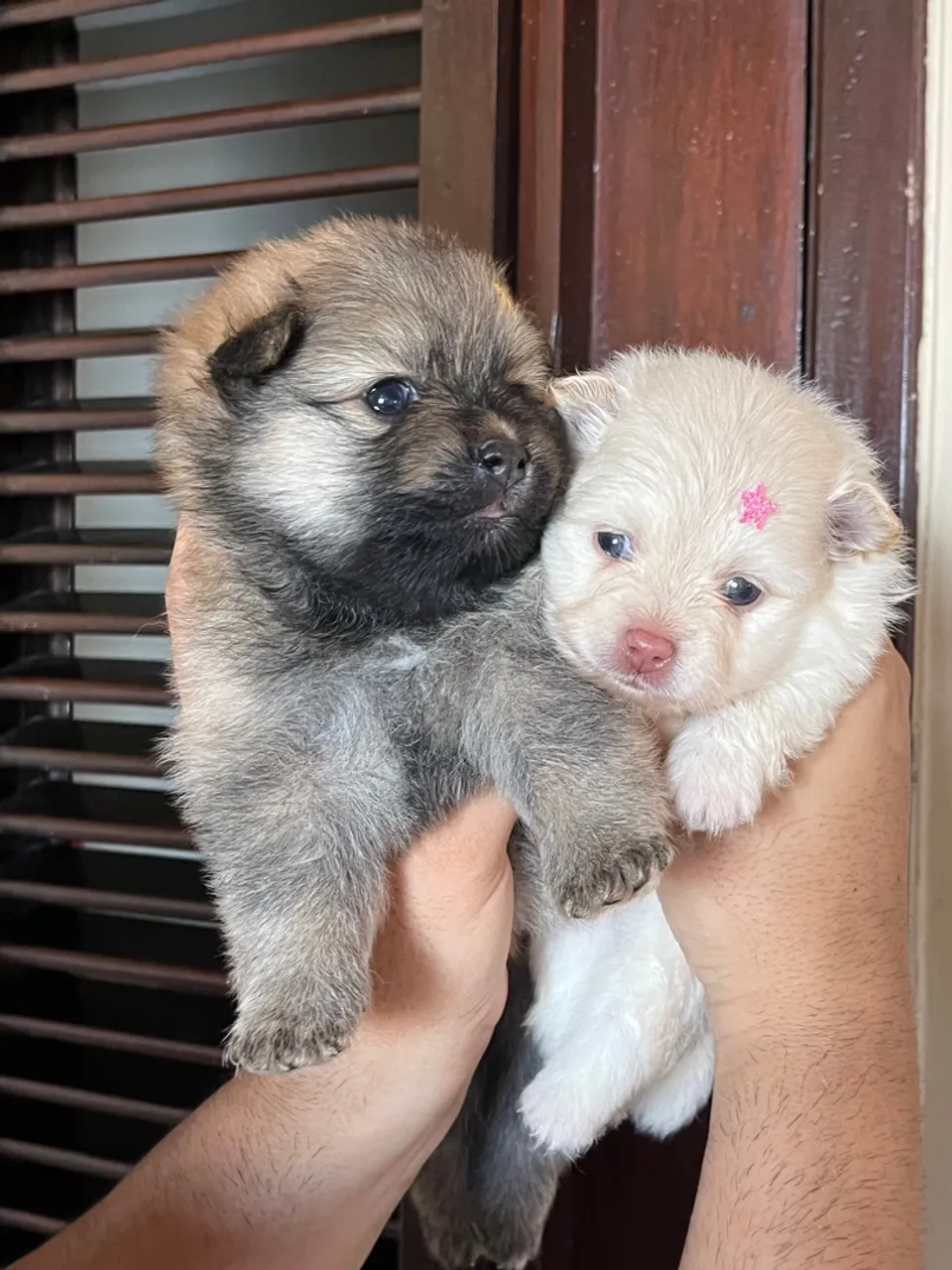 Spitz Alemão disponíveis Machos e fêmeas