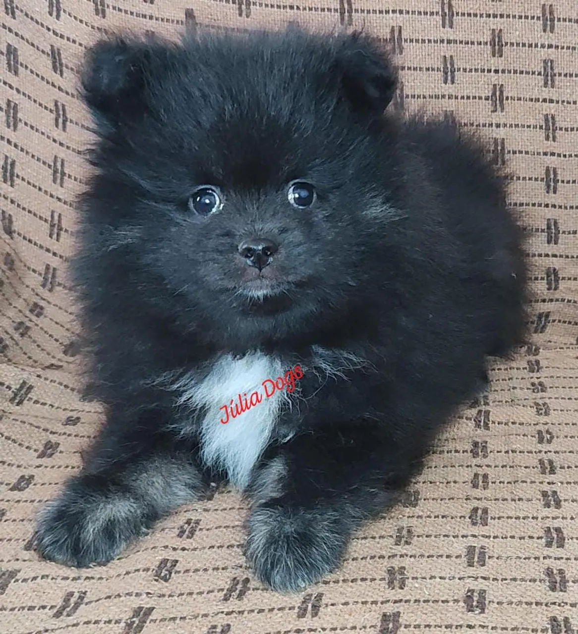Spitz Alemão filhote .