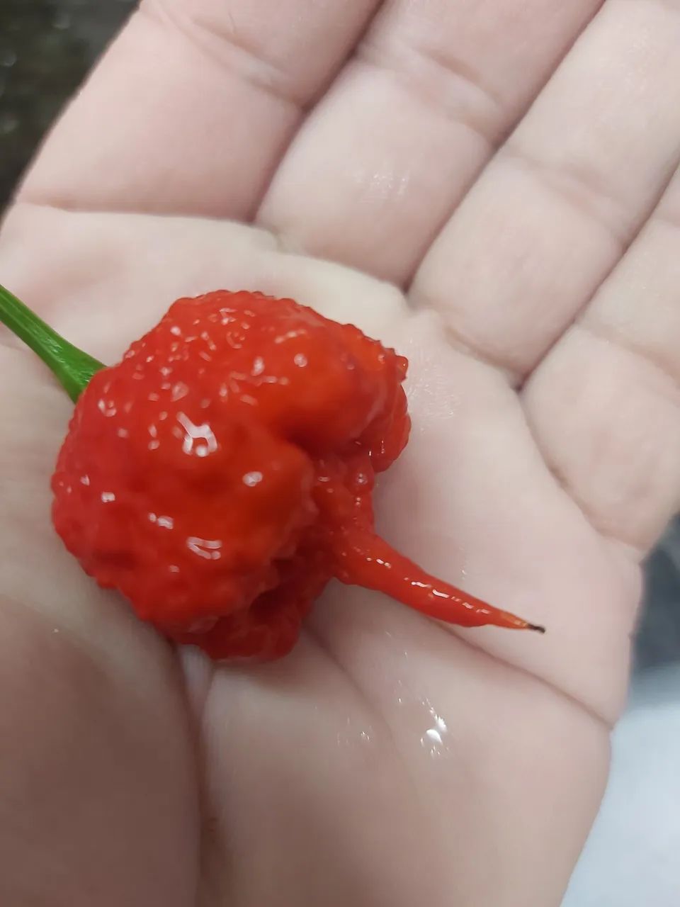 Molhos e Pimentas vulcânicas. Pimentas In natura e desidratadas.