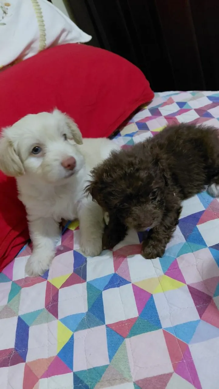 Filhotes de Poodle disponíveis!