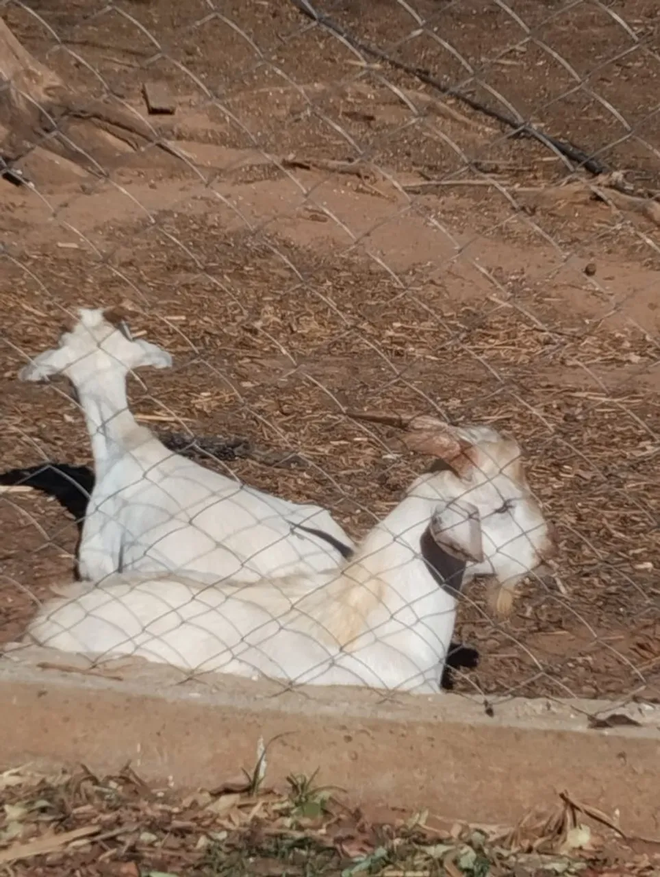 Cabrito
