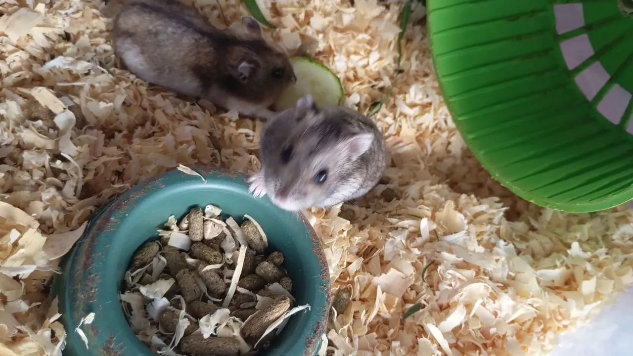 Hamster Anão Russo  - Foto 6