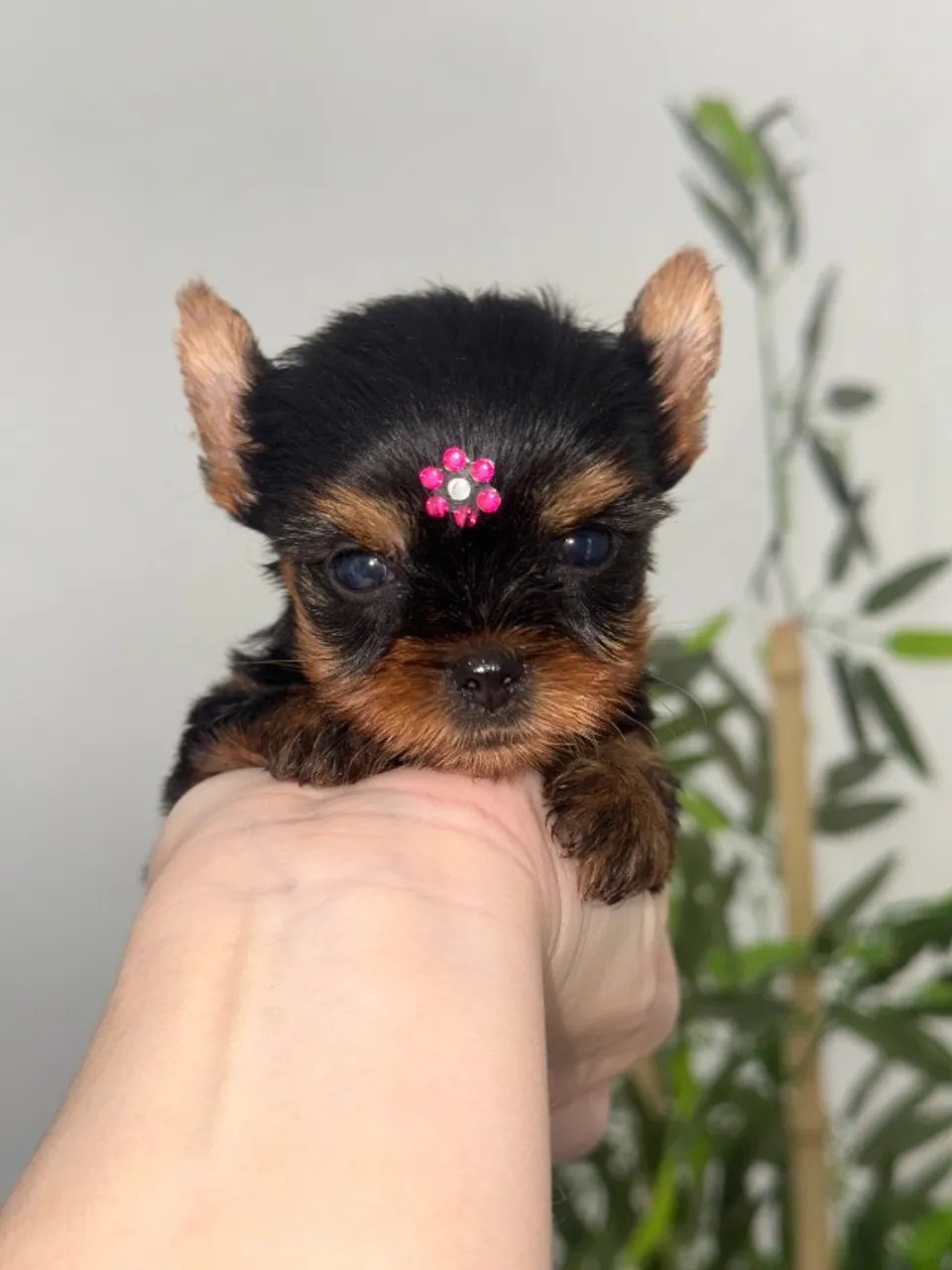 Yorkshire fêmea Mini