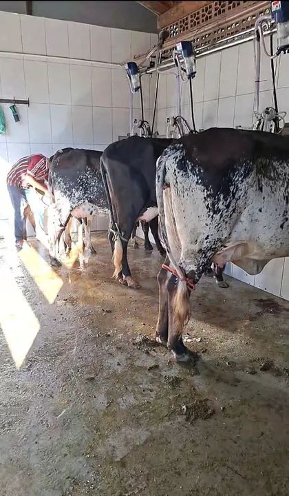 Venda Gado leiteiro  - Foto 2