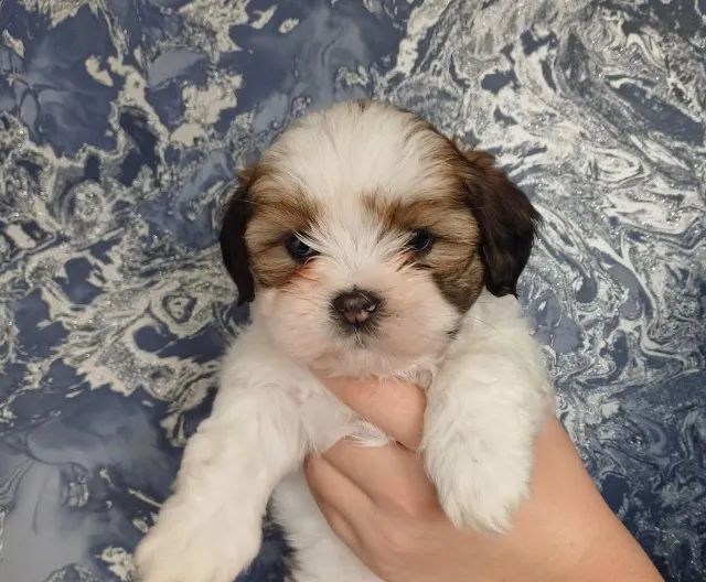 Cãozinho fofurinhos babes  para sua Família Lhasa apso 