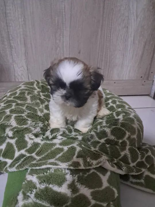 Shih tzu Mini macho - Foto 4