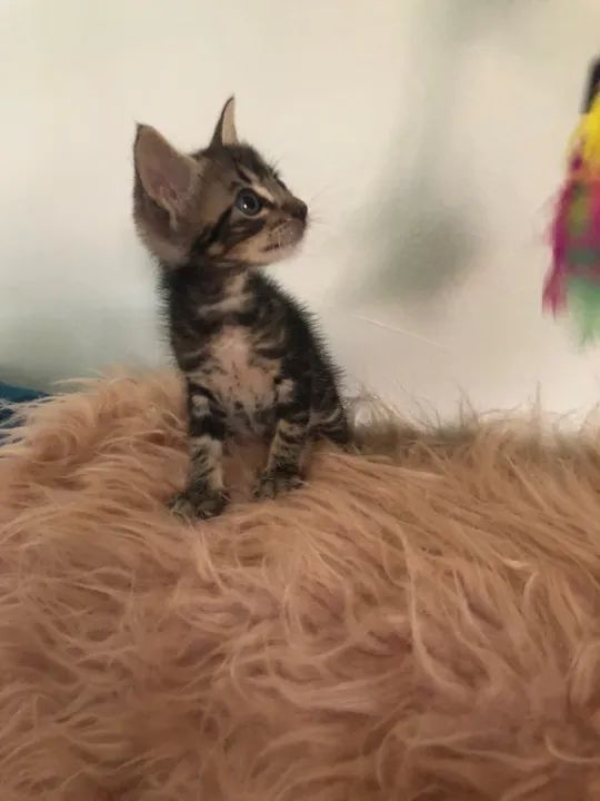 Tigradinho lindo disponível para adoção responsável  - Foto 6