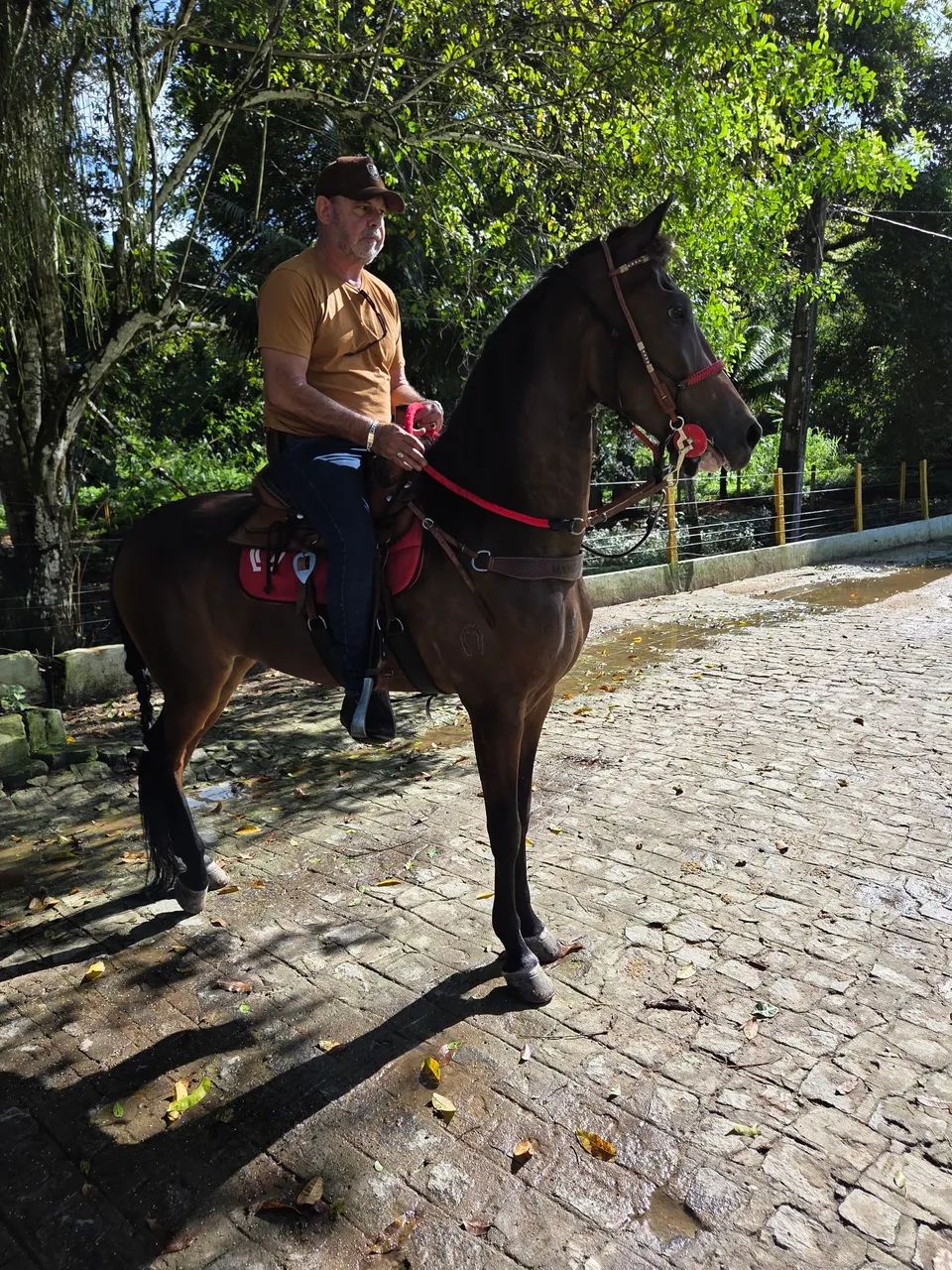 Cavalo Mangalarga  - Foto 3