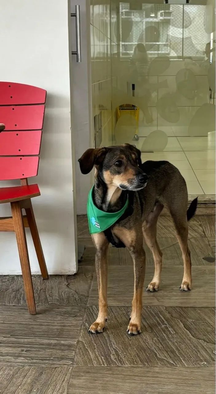 Macho para adoção  - Foto 2