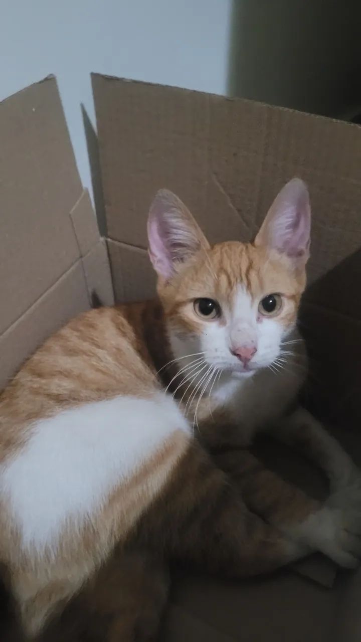 Doação de gato - Foto 4