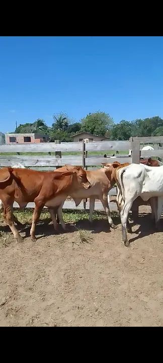 Bezerros para venda - Foto 3