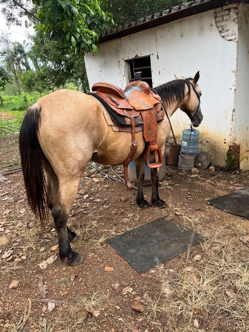 Vendo egua QM  - Foto 2