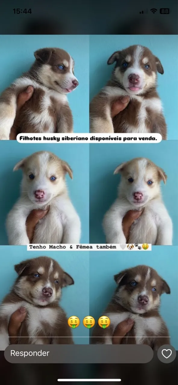 Filhotes Husky Siberiano Disponíveis
