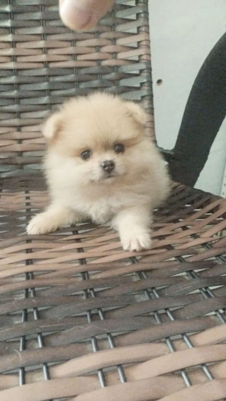 Vendas de filhote de Lulu da Pomerânia