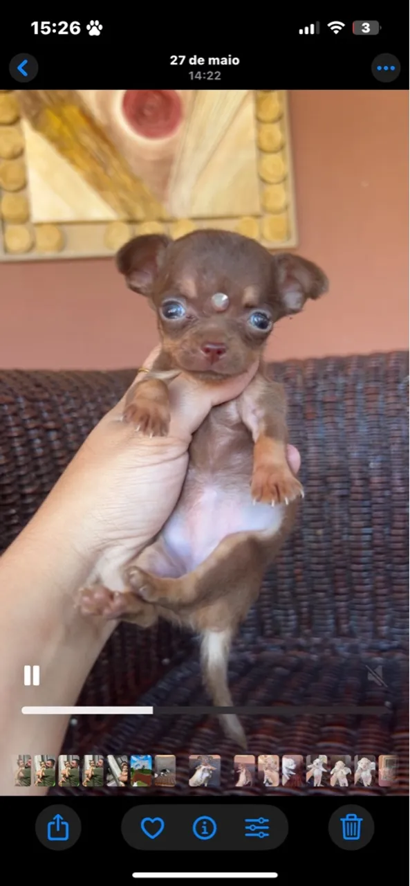 Chihuahuas em promoção