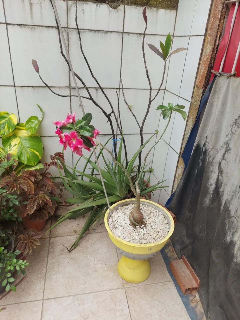 Rosa do deserto 64305624126081122