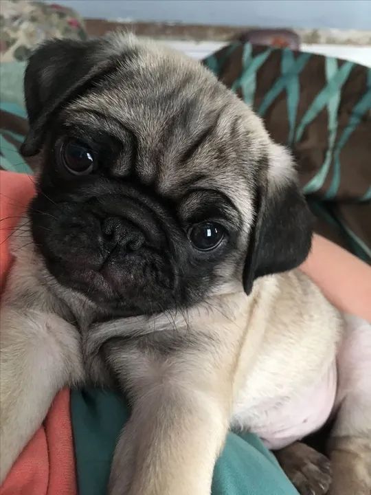 Filhotes de pug com olhos apaixonados 