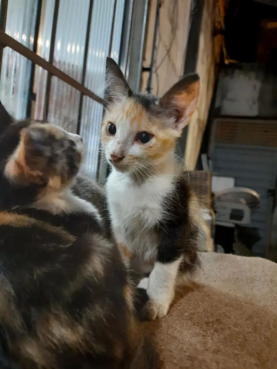 doação gatinha filhote - leia a descrição