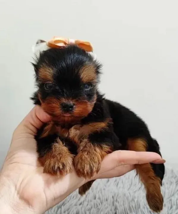 Yorkshire Terrier Fêmea - Bebê pequena e feliz