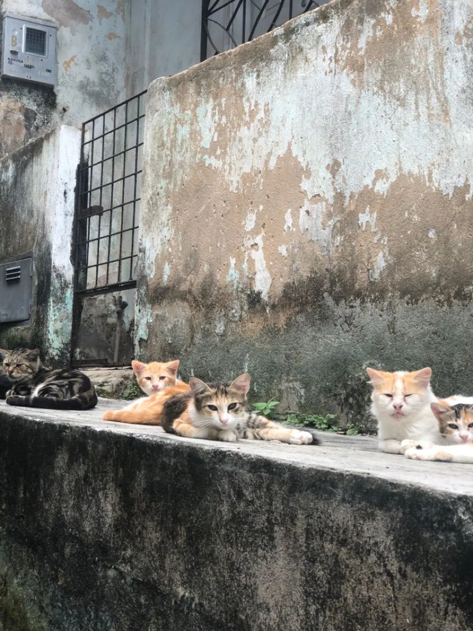 Gatinhos para doação  - Foto 5
